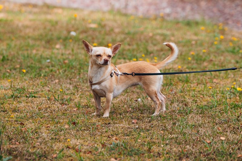 Once these 12 dog breeds decide you're their person, winning their trust becomes a lifelong responsibility 7 Chihuahua