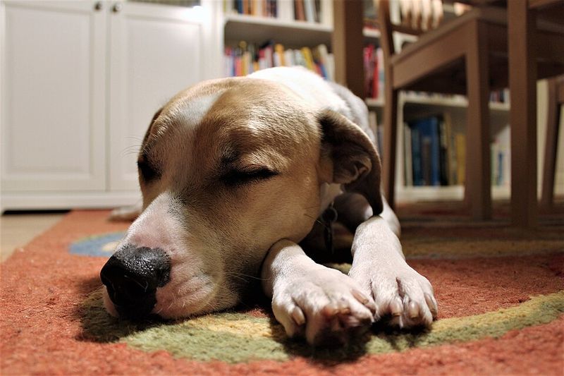 18 Quiet Ways Dogs Show Loyalty That Most Owners Completely Miss 6 Adjusting Their Sleep Schedule to Match Yours