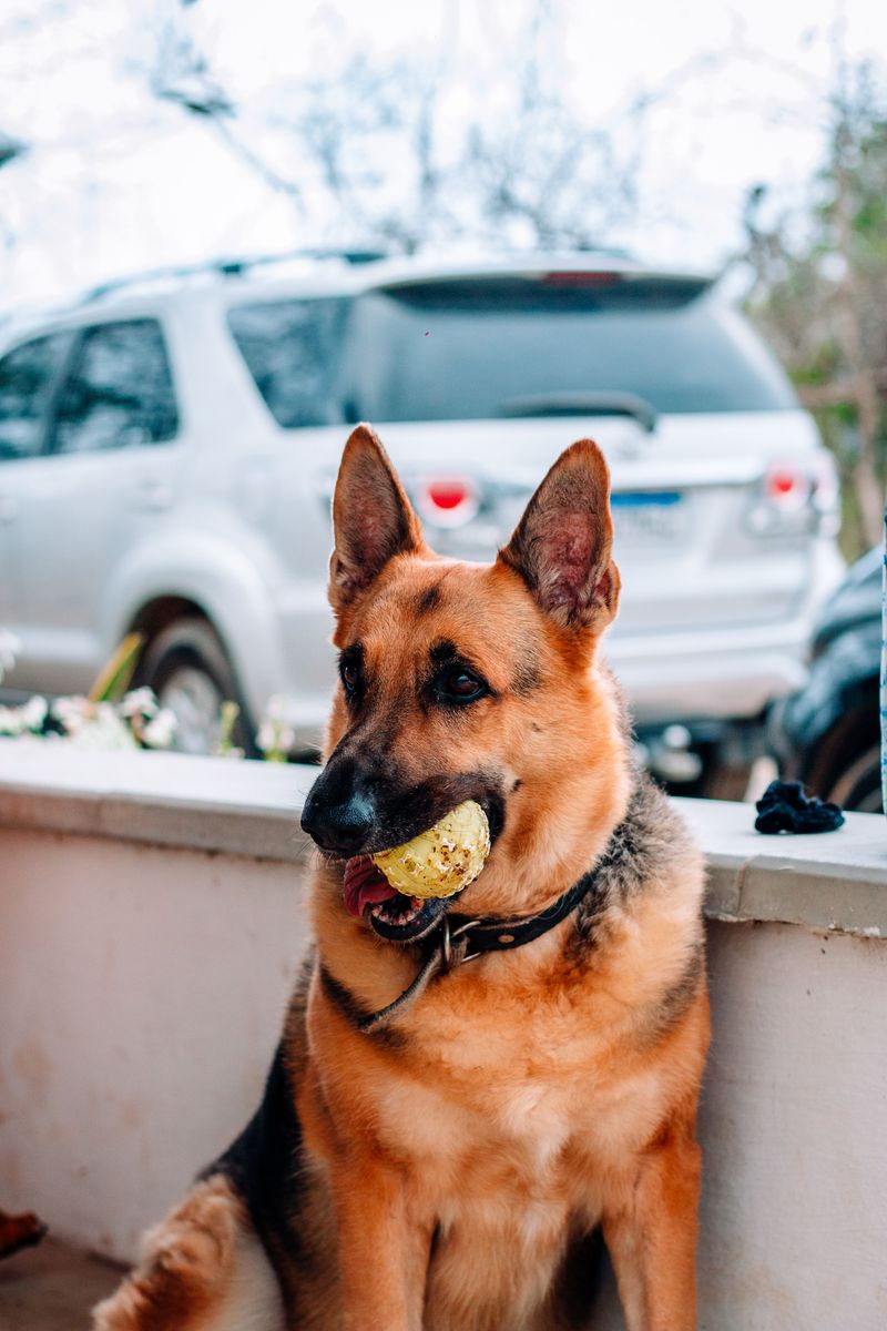 Anyone can watch the house - These dogs make family protection feel personal 2 German Shepherd