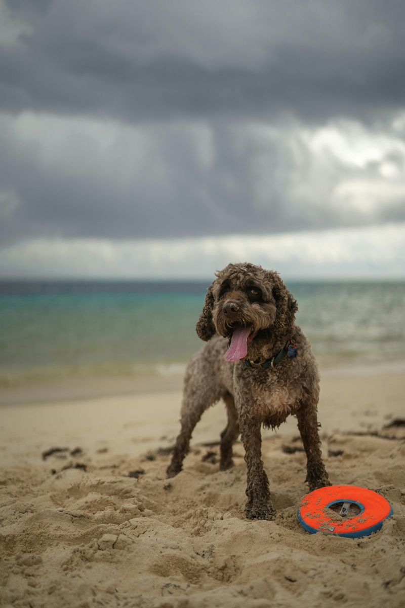 Popularity Charts Don’t Tell the Full Story - 13 Breeds Quietly Gaining Fans 2 Lagotto Romagnolo