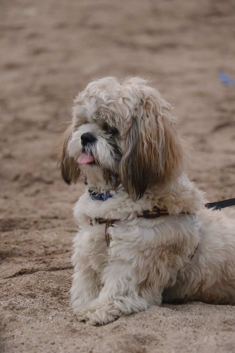 Short on space? These dog breeds may fit your home better than expected 6 Shih Tzu