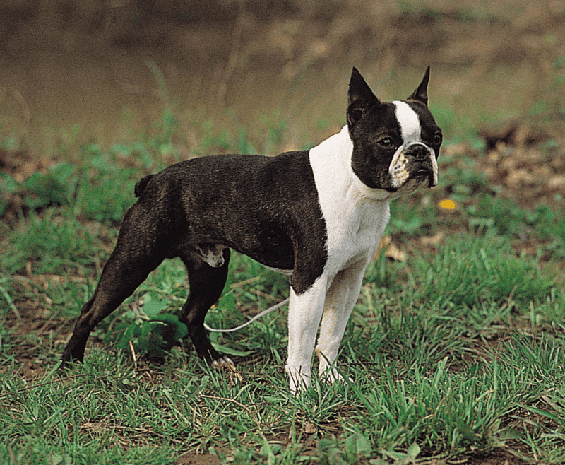 11 dogs whose appearance suggests toughness - while their everyday personality can tell another story 11 Boston Terrier