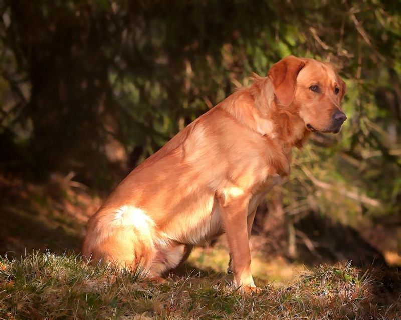 Living with these dog breeds can become more rewarding with every stage of life 4 Labrador Retriever