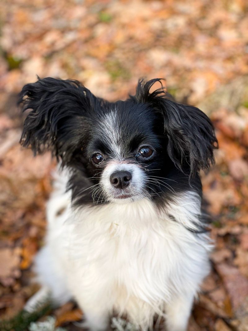Give these dogs a puzzle instead of another ordinary toy and watch what happens 7 Papillon - The Pocket-Sized Detective