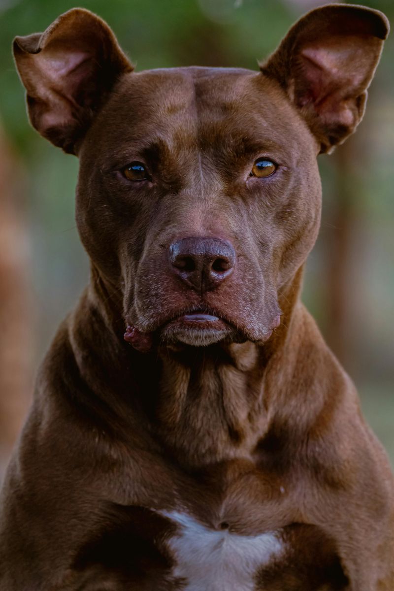 Pit Bull Terrier