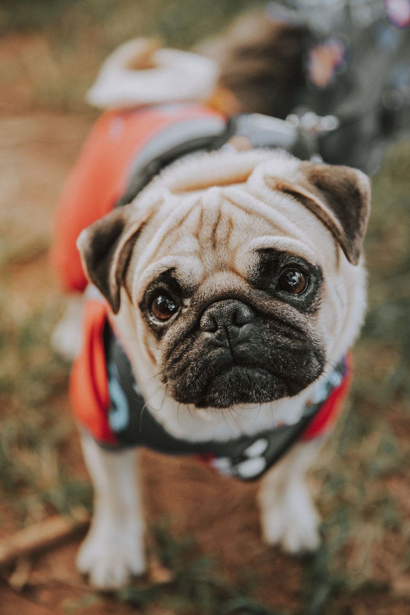 If personal space is precious, these breeds may test that belief from day one 6 Pug