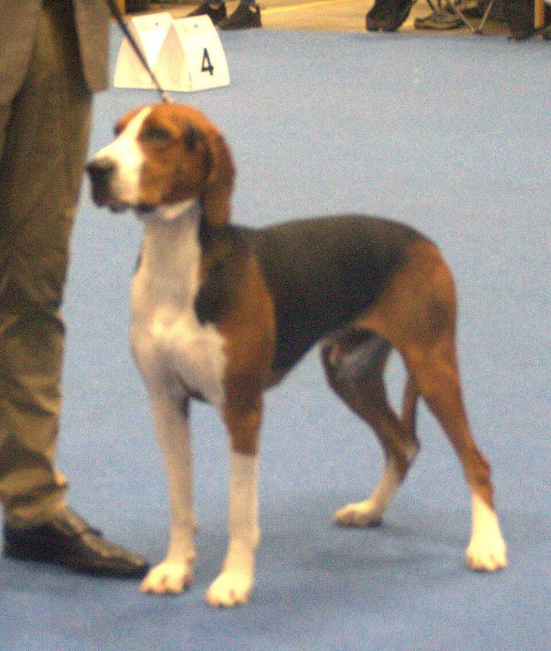 12 Rare Dog Breeds You’ll Be Surprised to Learn Actually Exist 7 Hamiltonstövare