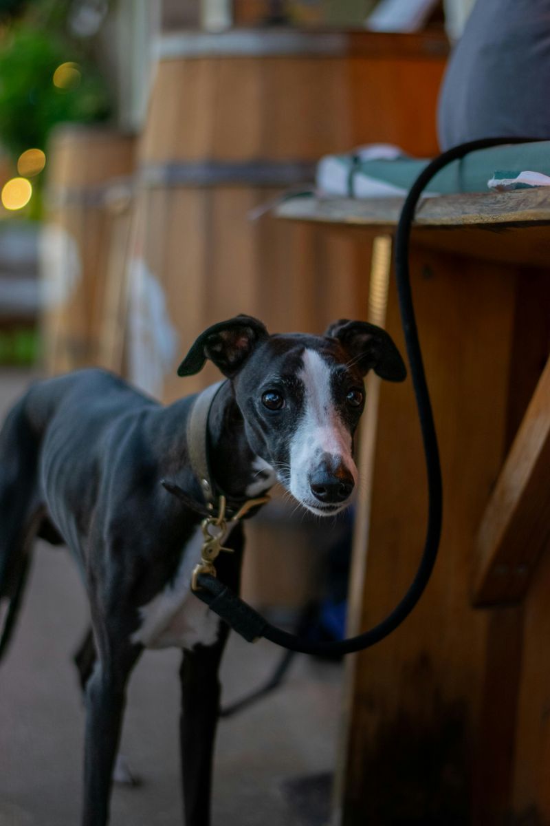 10 Dog Breeds With Iron Stomachs (And 5 That Need Extremely Gentle Diets) 2 Greyhound