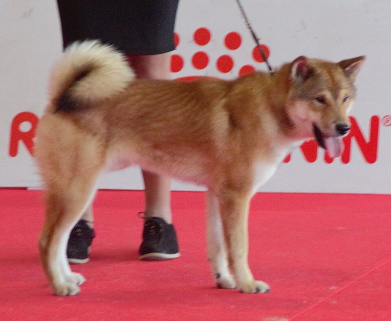 25 Dog Breeds with the Closest Genetic Ancestry to Wolves 5 Shikoku