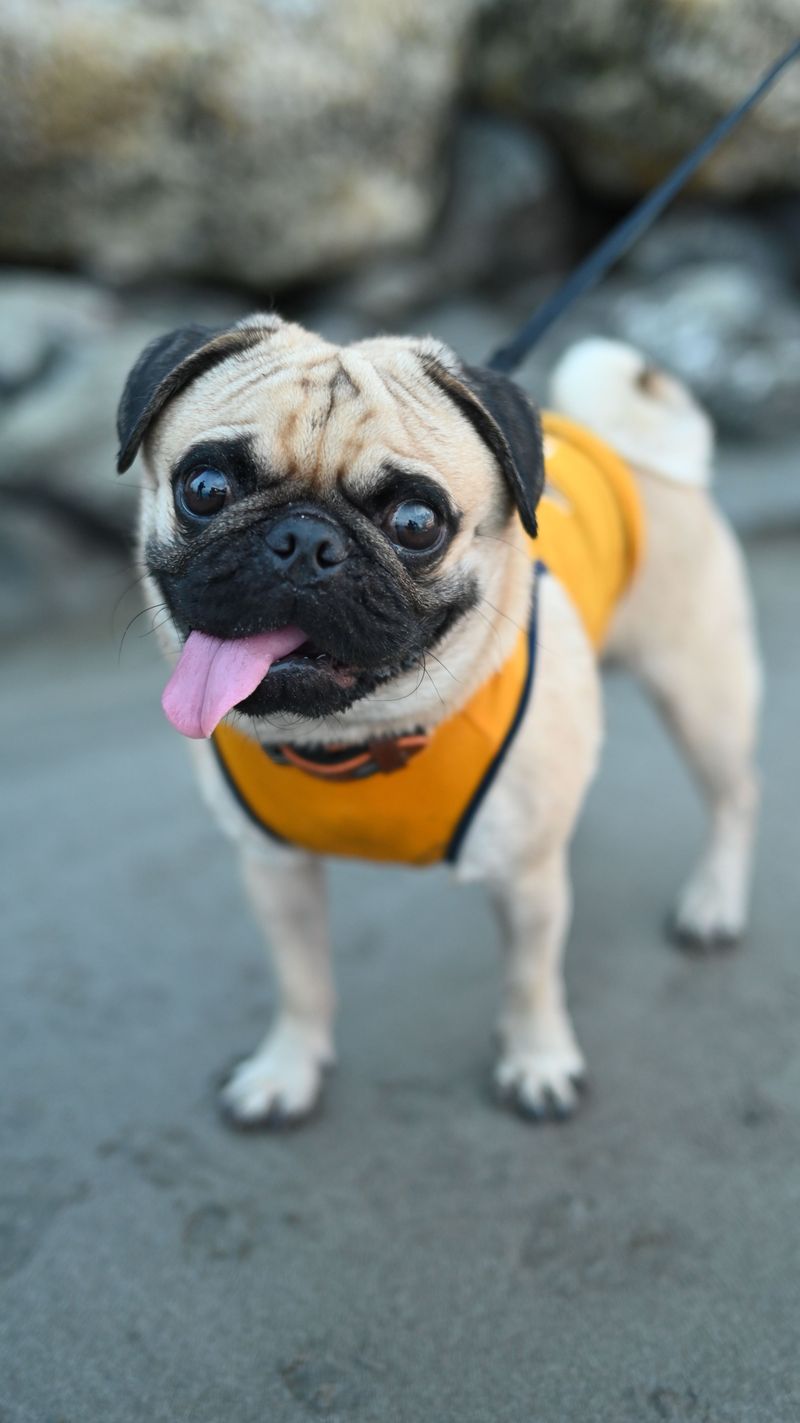 Warm weather isn't equally safe for every dog - and these breeds prove why 4 Pug