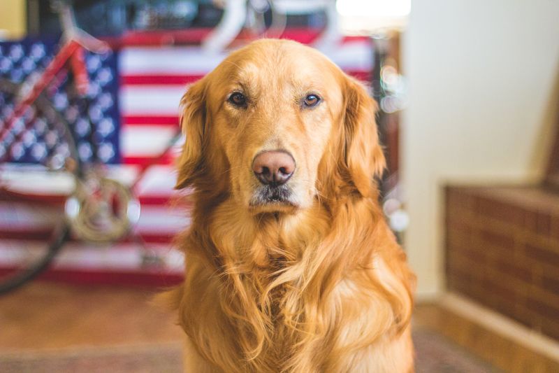 19 Emotionally Sensitive Dog Breeds That Need Constant Companionship 12 Golden Retriever