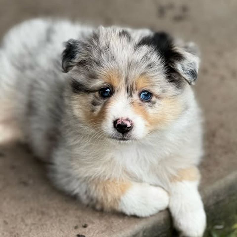 Aussie Pom
