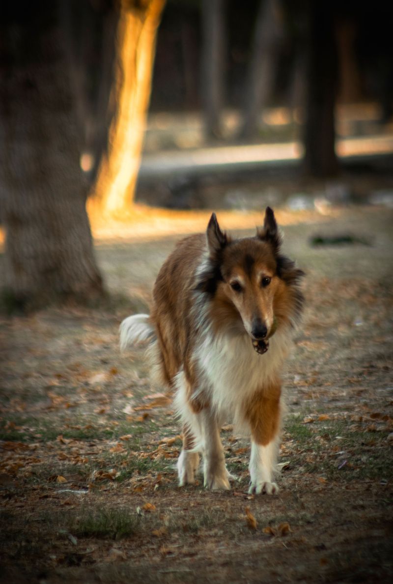 Looking camera-ready comes naturally to these 11 dog breeds – plus 3 breeds that wear their messy look proudly 4 Rough Collie