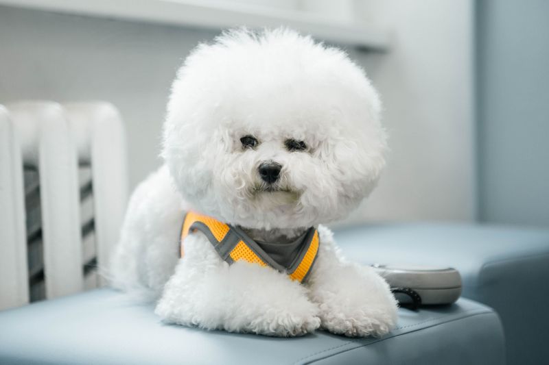 Forget the backyard myth - These 13 dog breeds show why home is about people, not space 10 Bichon Frise