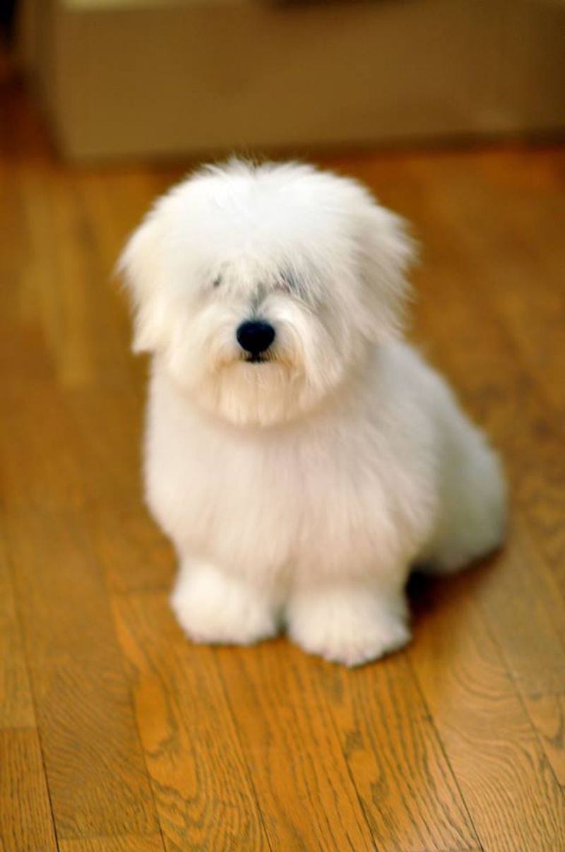 Some dog breeds seem to comfort people naturally without being taught 11 Coton de Tulear