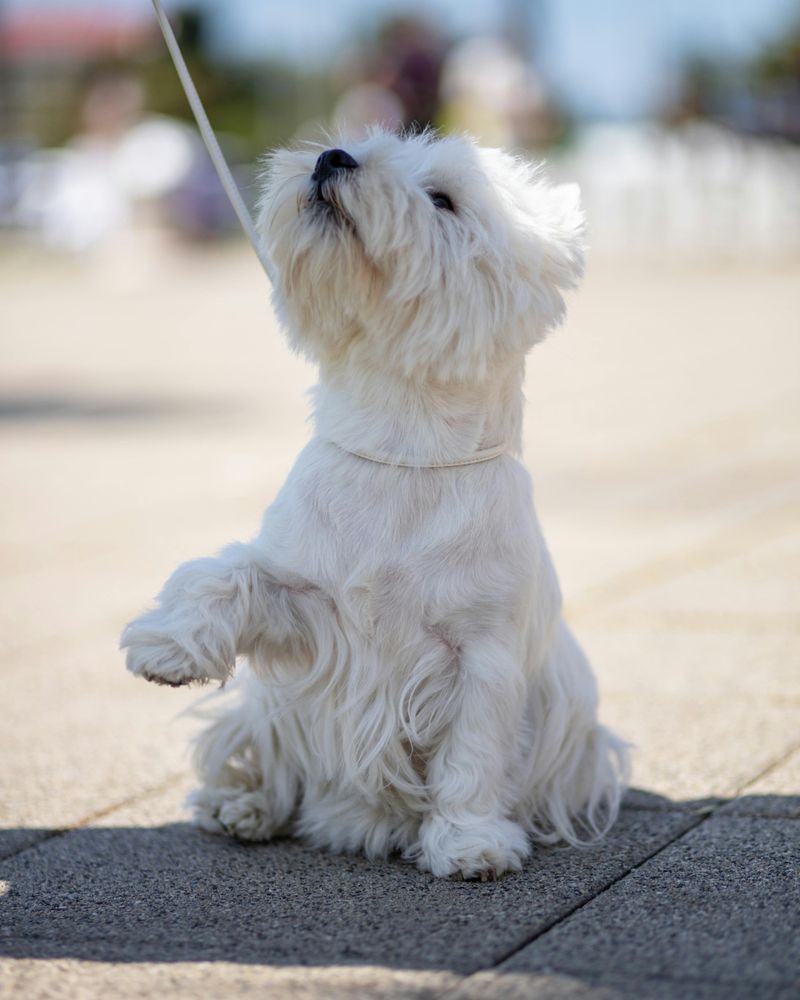 West Highland White Terrier
