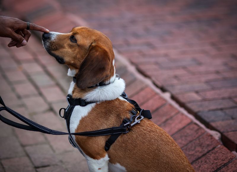 Before bringing home your dream breed, know how many years owners typically get to hope for 5 Beagle Noses and Healthy Years