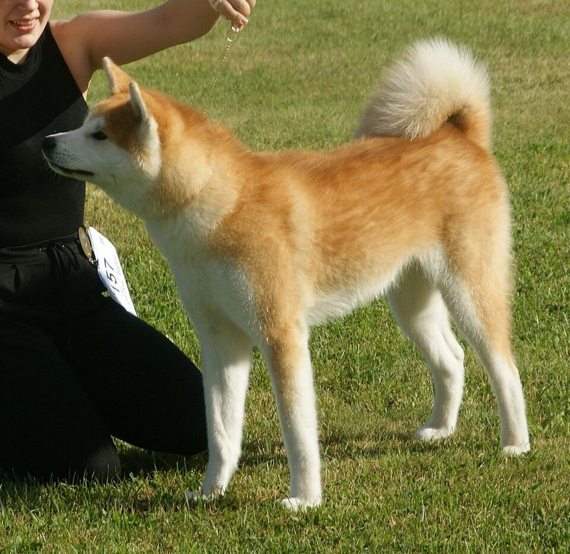 Akita