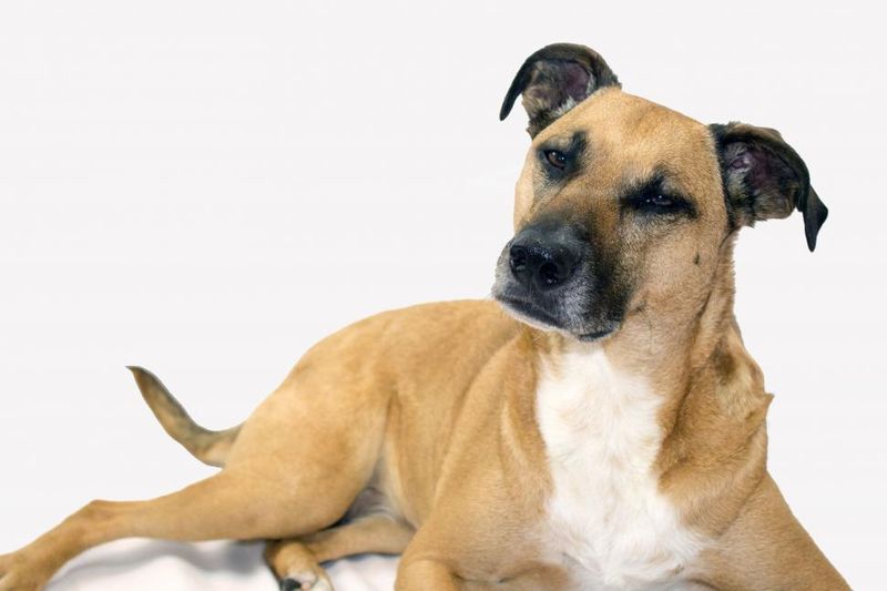 11 legendary hunting dogs that seem to know the job without being taught - plus 3 worthy challengers 15 Black Mouth Cur