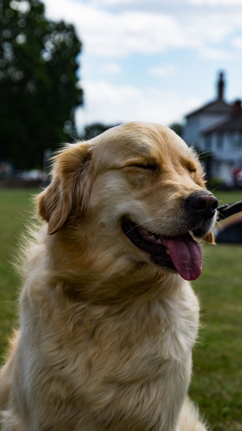 These 15 dogs redefine loyalty - and these 3 somehow take it even further 3 Golden Retriever