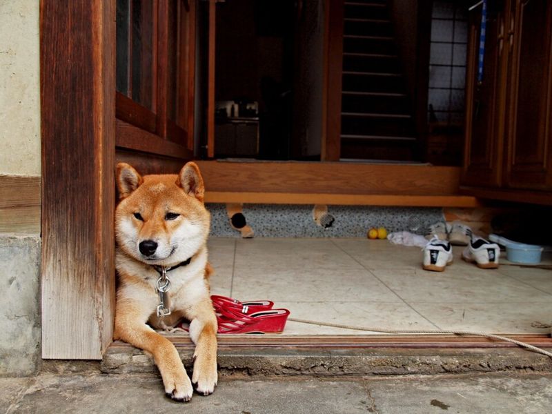 Some dogs charge into trouble - These breeds would rather figure out whether trouble is worth it 10 Shiba Inu