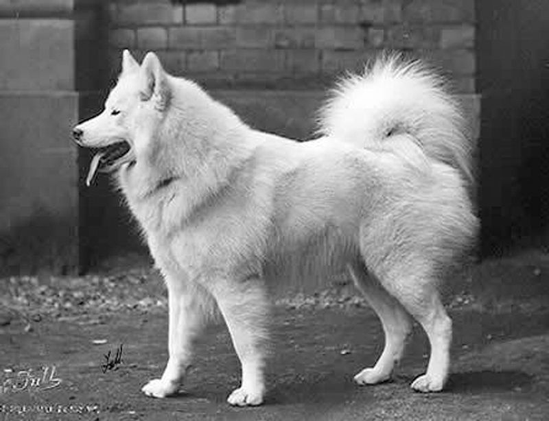 Samoyed