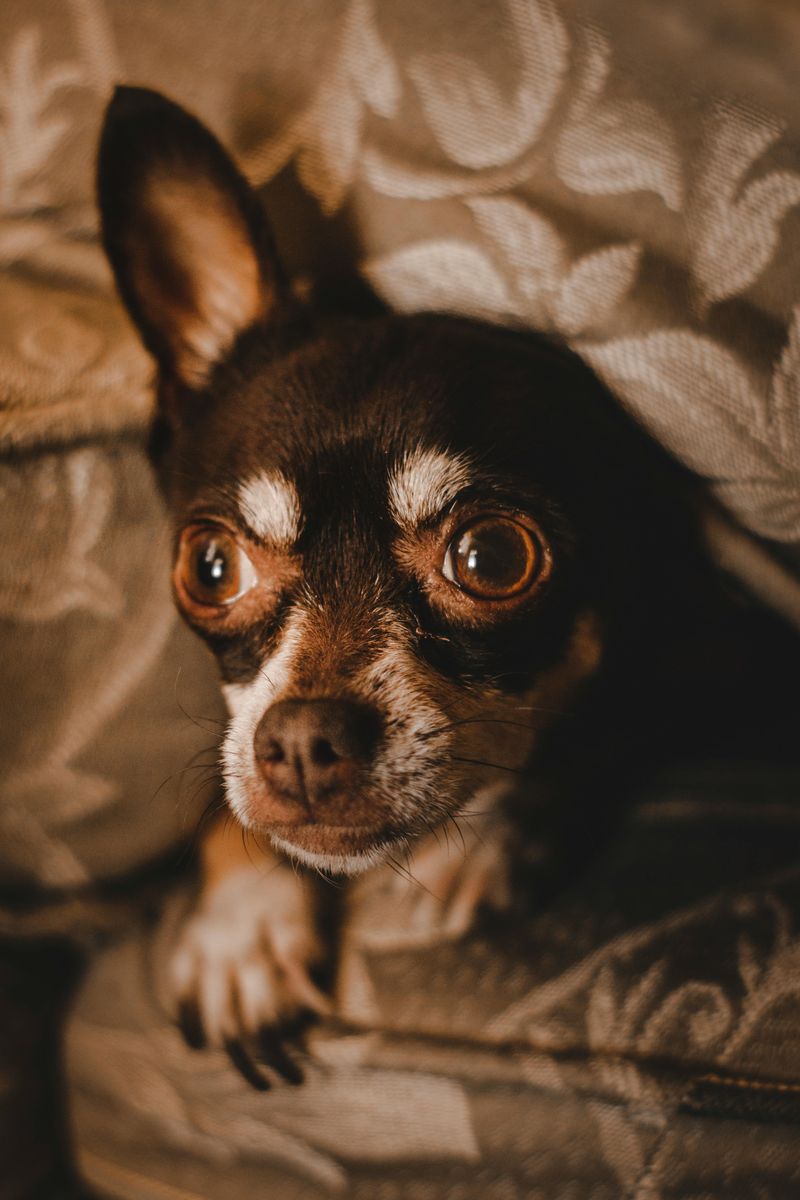 21 Interesting Facts About the Chihuahua - Small in Size, Big in Personality 4 Big Personalities