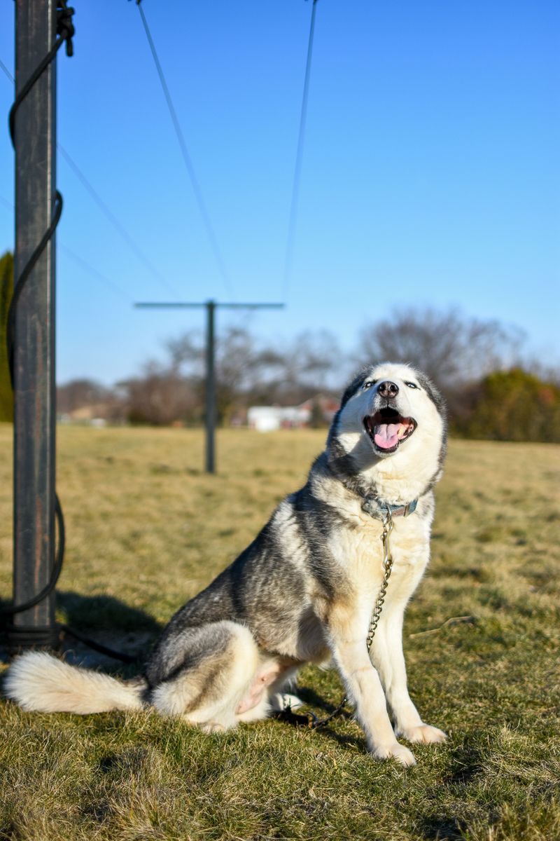 Point the camera at these dog breeds and half the work already seems done 2 Siberian Husky
