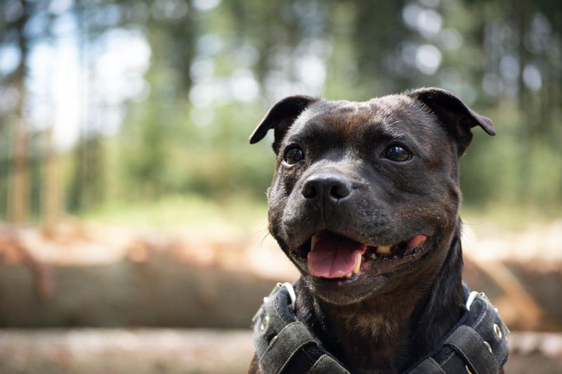 19 Highly Protective Dog Breeds Often on Guard 19 Staffordshire Bull Terrier