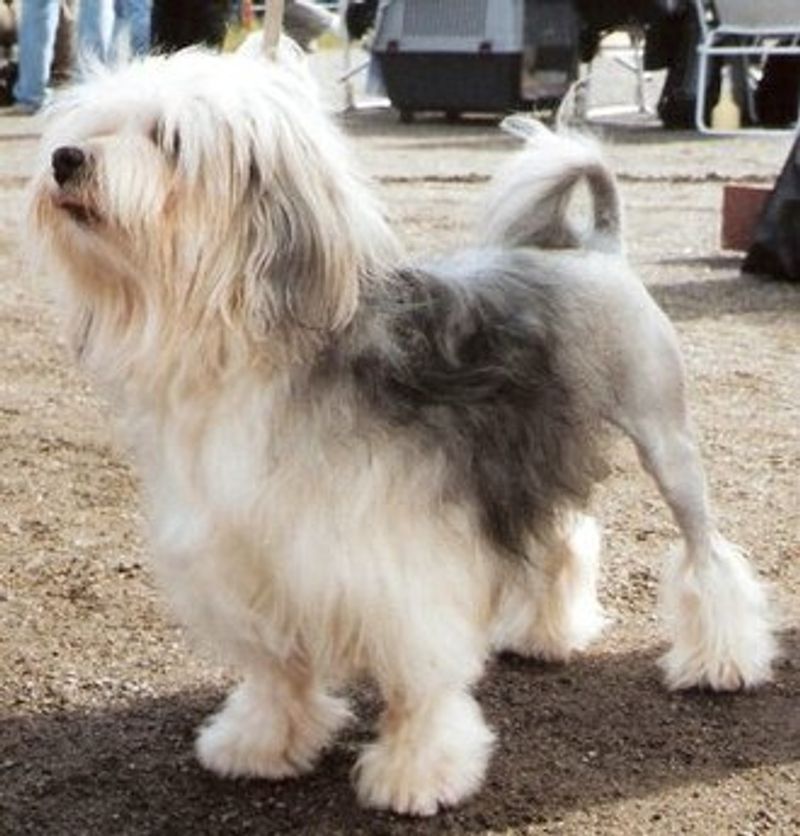 People rarely expect this personality trait from these 15 dog breeds 9 Lowchen