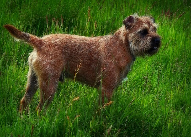 Border Terrier