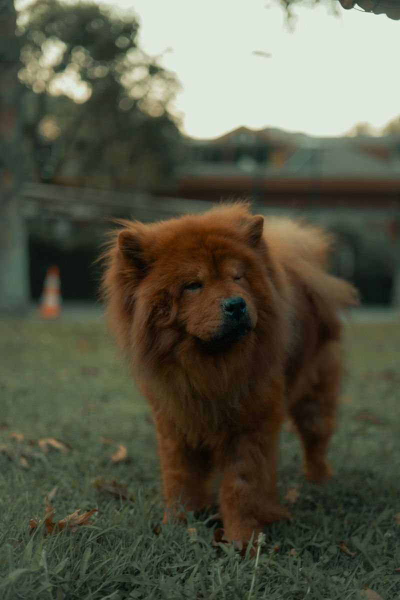 10 dog breeds that feel everything deeply - and 3 that keep their distance 14 Chow Chow