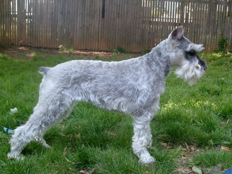 Looking for a neat companion? These 13 dog breeds seem to enjoy order as much as their owners 4 Miniature Schnauzer