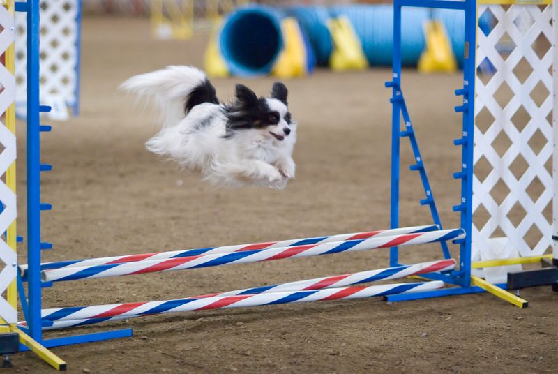 Papillon