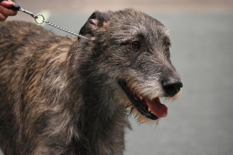 Some dog breeds simply have less to say - and peaceful households may love them for it 12 Irish Wolfhound