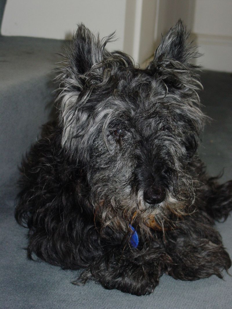 Big dog lovers may want to reconsider after meeting these 12 surprisingly impressive little breeds 12 Scottish Terrier