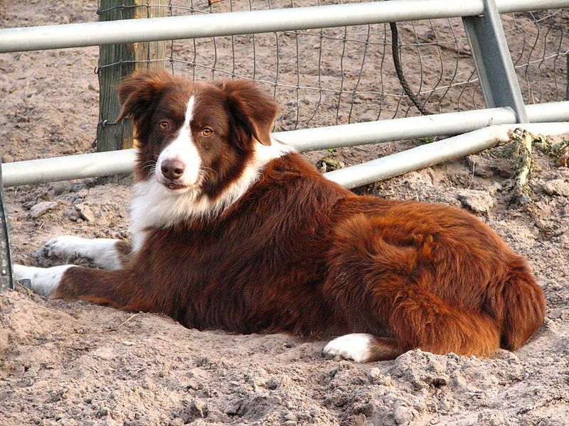 Australian Shepherd