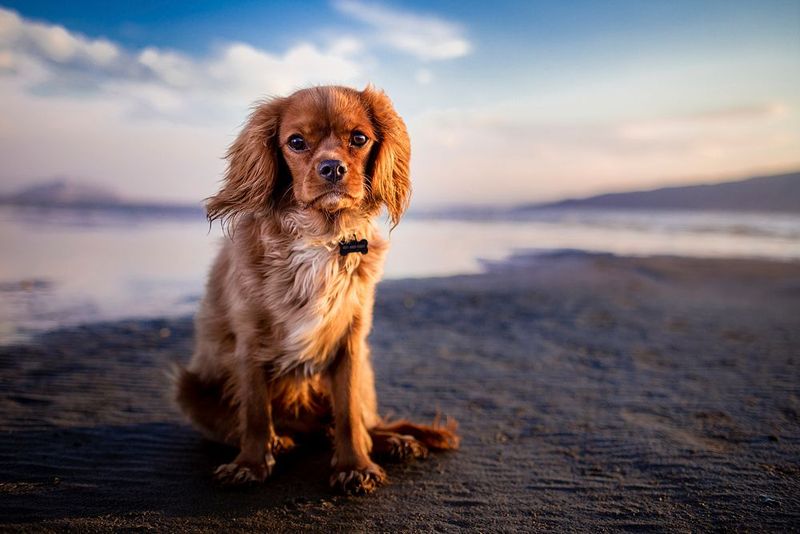 Cocker Spaniel