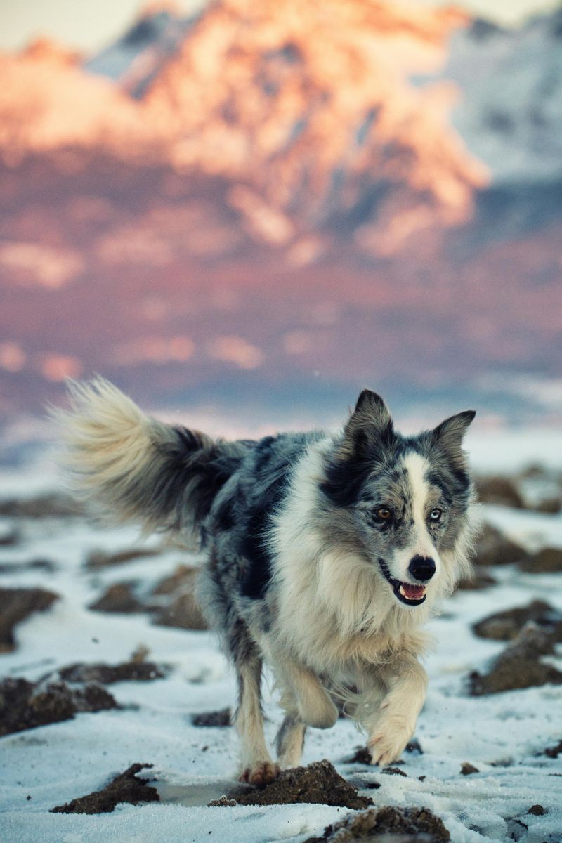 Border Collie