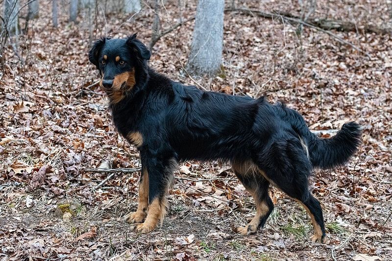 16 Dog Breeds That Respond Better When Commands Are Given Once - Why the One-Ask Rule Works 15 English Shepherd