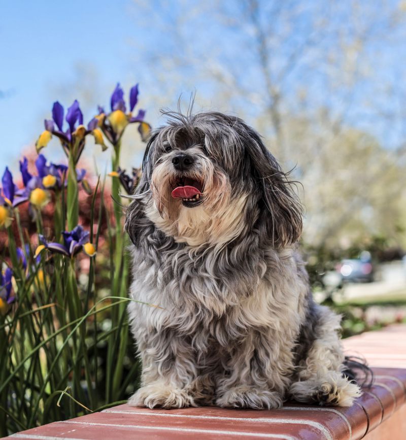 10 reserved dog breeds that appreciate calm and personal space 11 Lhasa Apso