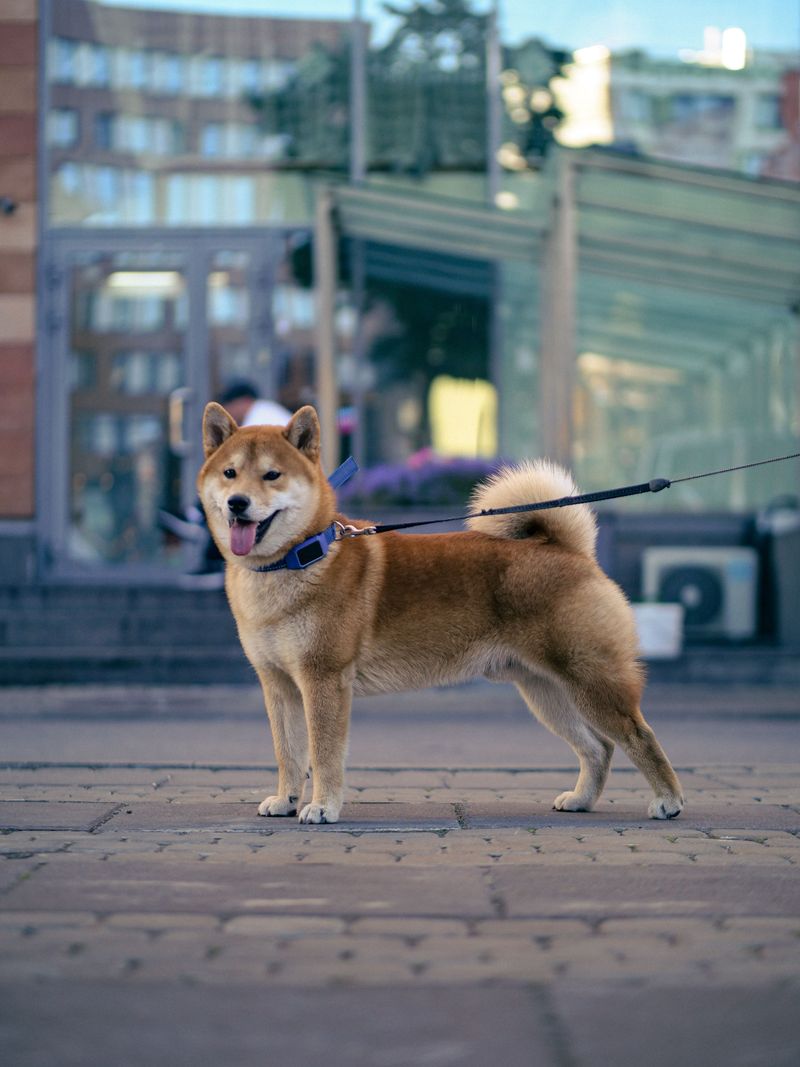 Shiba Inu