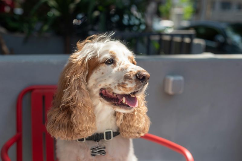 These 11 dogs are quietly winning over people who once avoided dogs 11 Cocker Spaniel