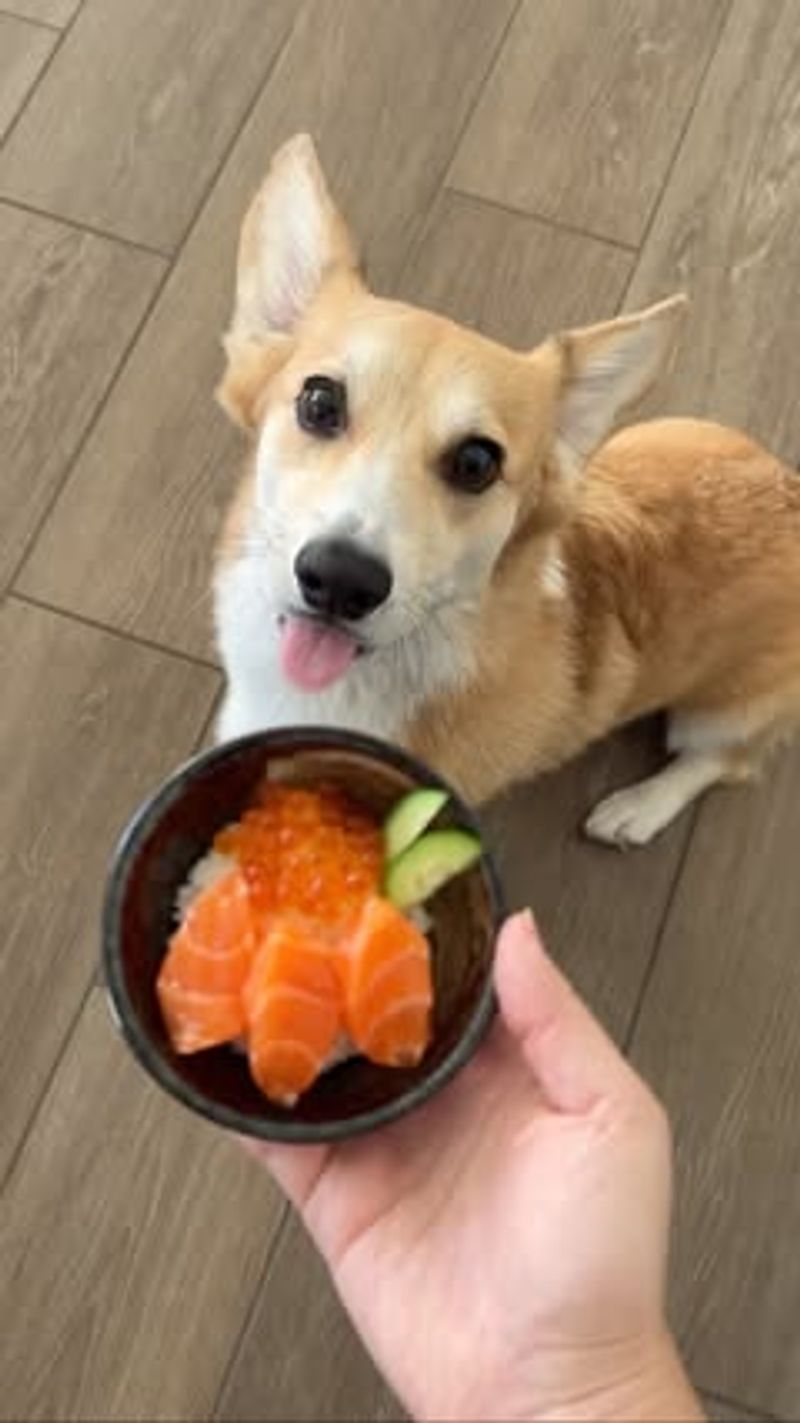 Salmon