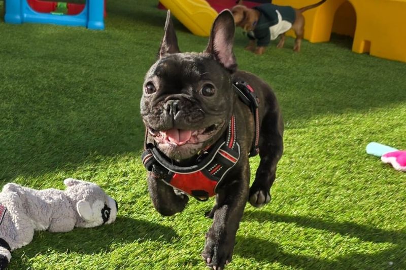 11 Reasons Your Dog May Bring You Their Favorite Toy When Greeting You 4 Offering Peace Token