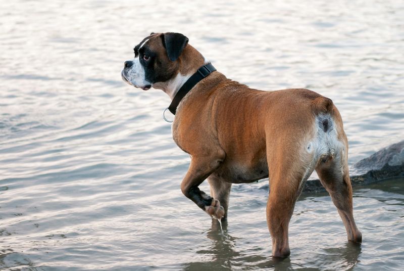 17 dog breeds that quietly contradict the “perfect family dog” label they are given 11 Boxer