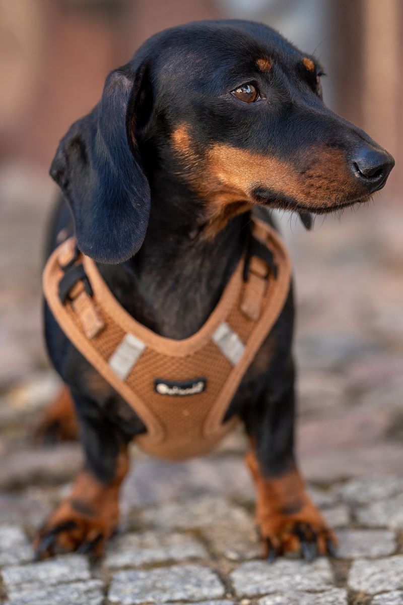 Owning a smart dog sounds impressive - Until the dog starts outthinking you 6 Dachshund - The Tunnel Tactician
