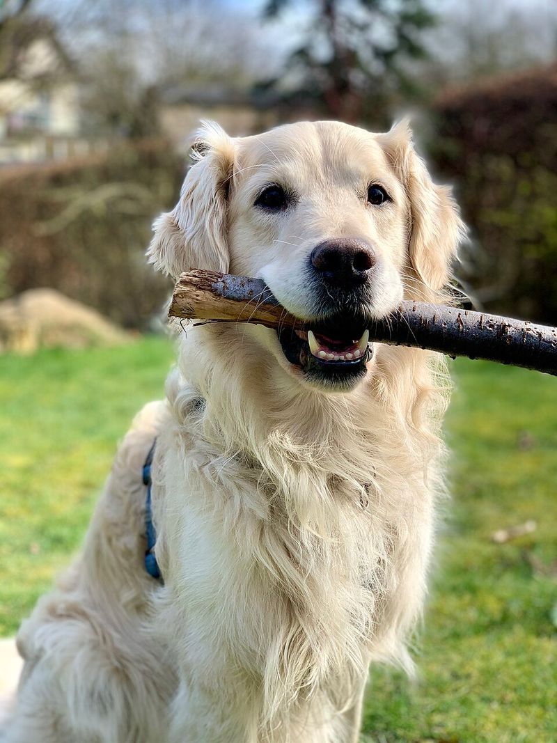20 dog breeds that owners say feel more like personalities than pets 2 Golden Retriever