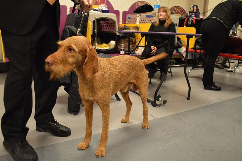 These 11 Dog Breeds Are Being Noticed for Their Natural Calm Presence 12 Wirehaired Vizsla