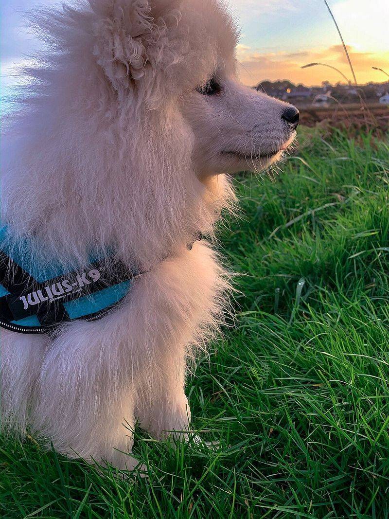 These 12 breeds look the part but may fail when guarding actually matters 6 Samoyed